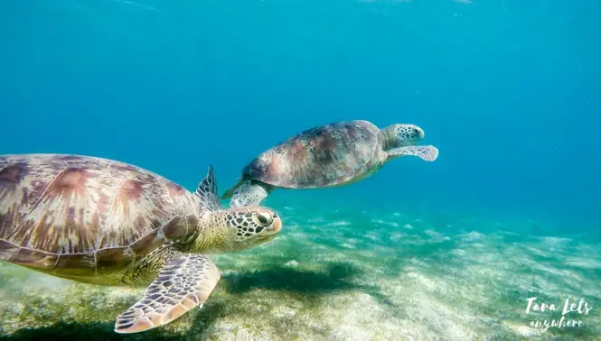 Sea turtles in Pandan Island, Sablayan, Mindoro
