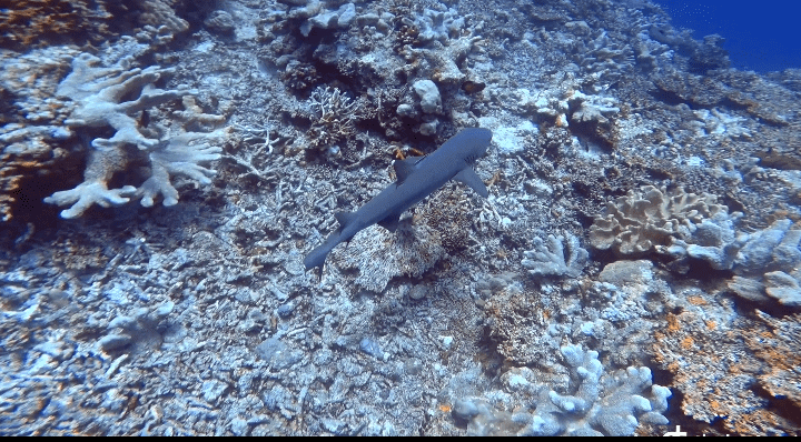 White-tip shark in Apo Reef, Mindoro