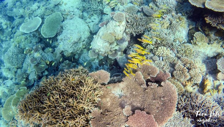Snorkeling in Apo Reef, Mindoro