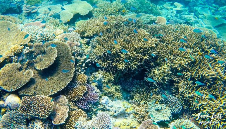 Snorkeling in Apo Reef, Mindoro
