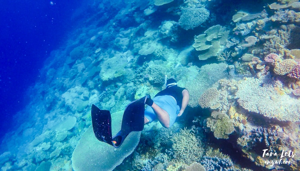Snorkeling in Apo Reef, Mindoro