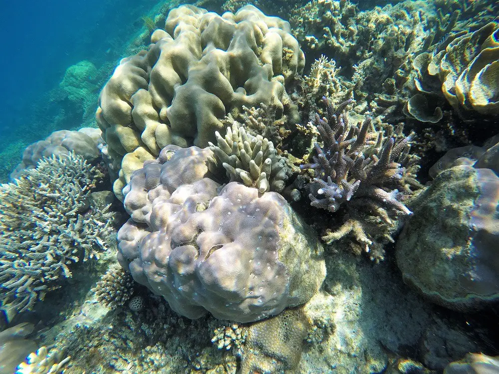 Best snorkeling spots in Southeast Asia - Karimun Jawa