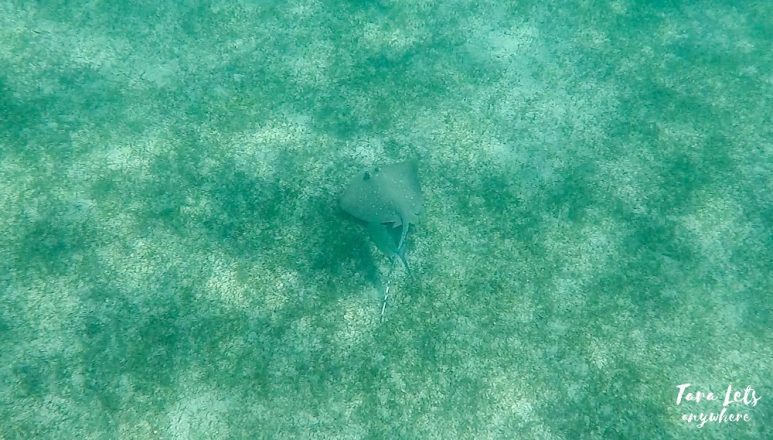Stingray in Pandan Island