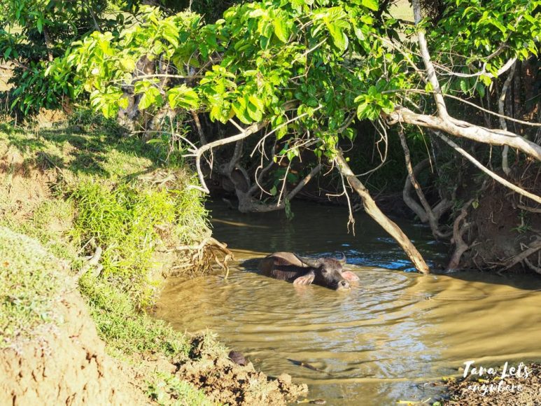 Carabao bathing in Palanan, Isabela