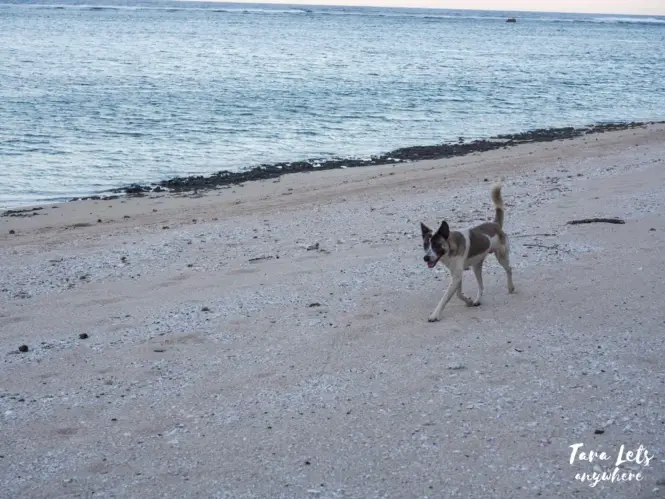 Dog guide in Dicotcotan Beach