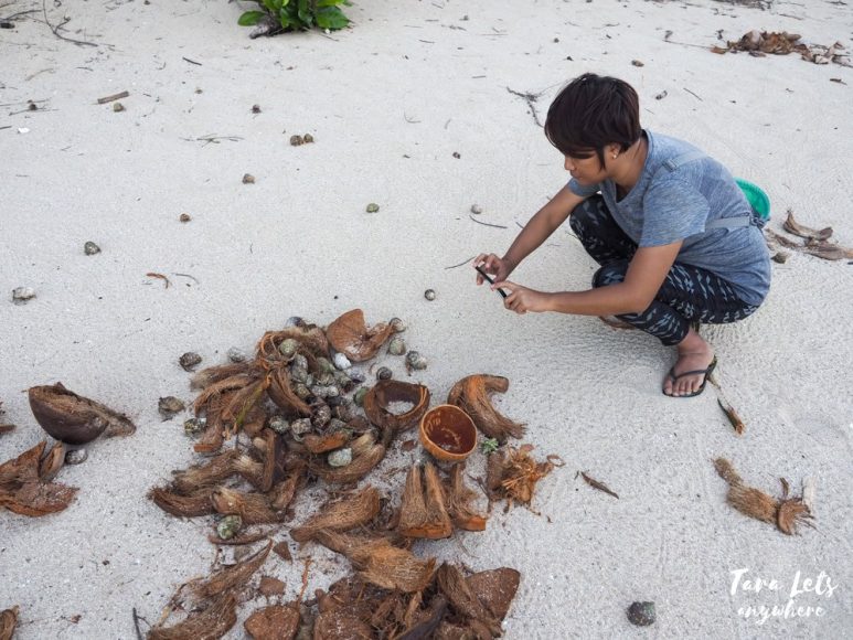 Hermit crabs in Dicotcotan Beach