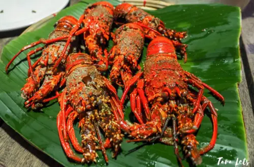 Lobsters in Palanan, Isabela