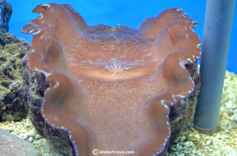 Best snorkeling spots in Southeast Asia - Gaya Island, Malaysia