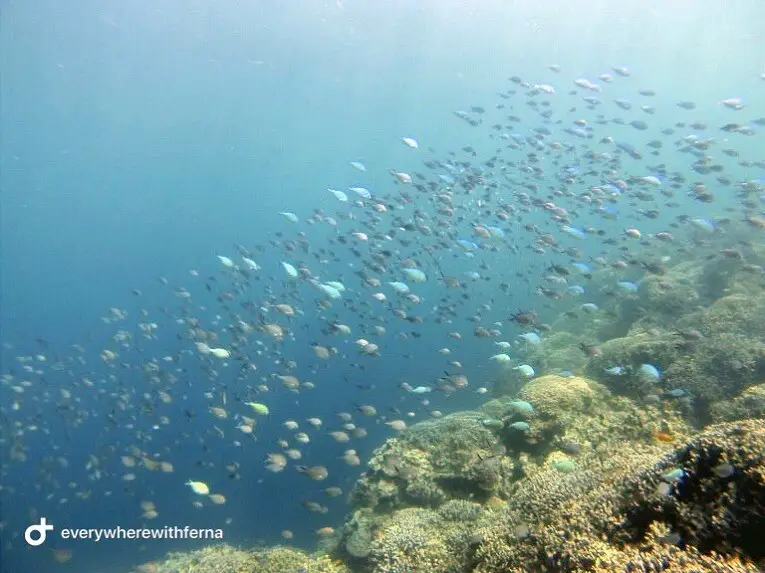 Best snorkeling spots in Southeast Asia - Moalboal, Cebu