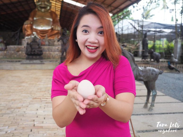 Yoki's Farm peacock egg