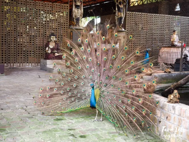 Yoki's Farm peacock