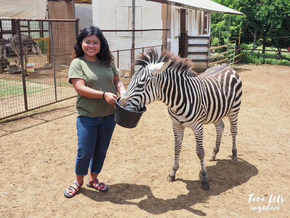 Yoki's Farm zoo - feeding the zebra
