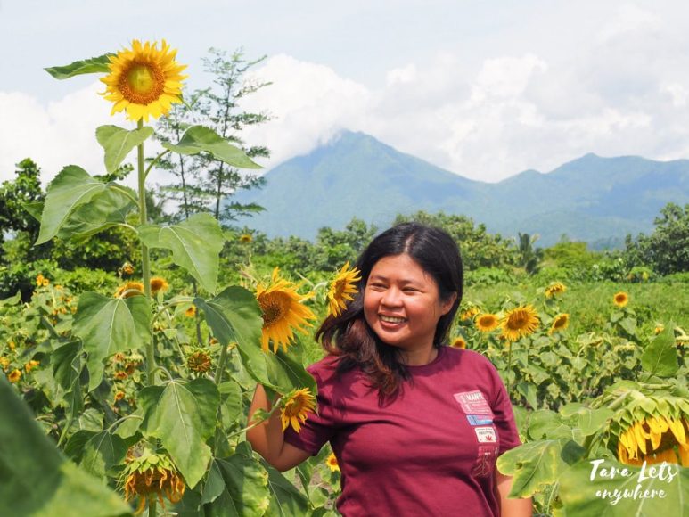 Sunflower farm in Adelaida Farm and Resort, Tabaco City