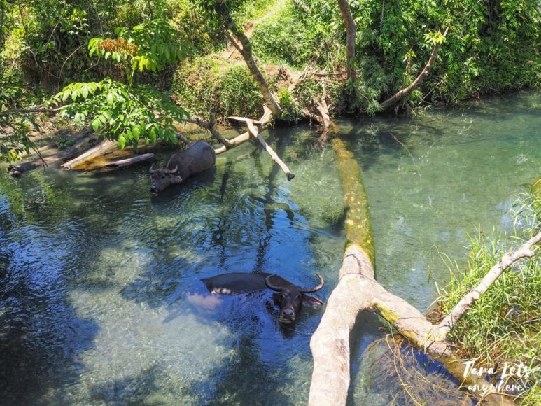 Carabaos near Blue Lagoon