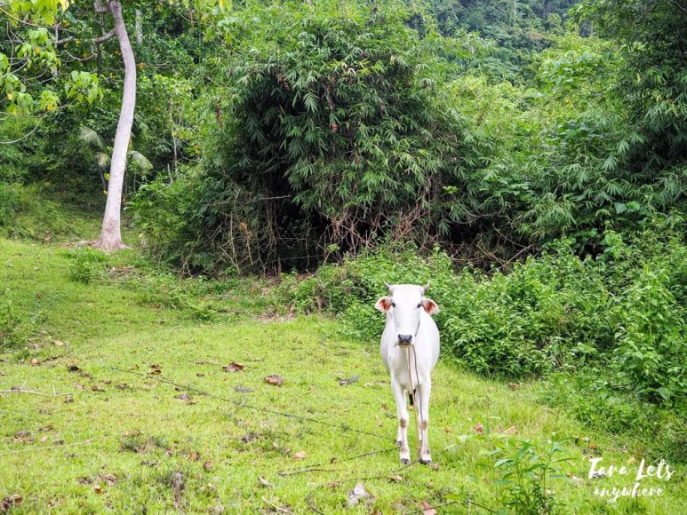 Cow near Dibulo Falls