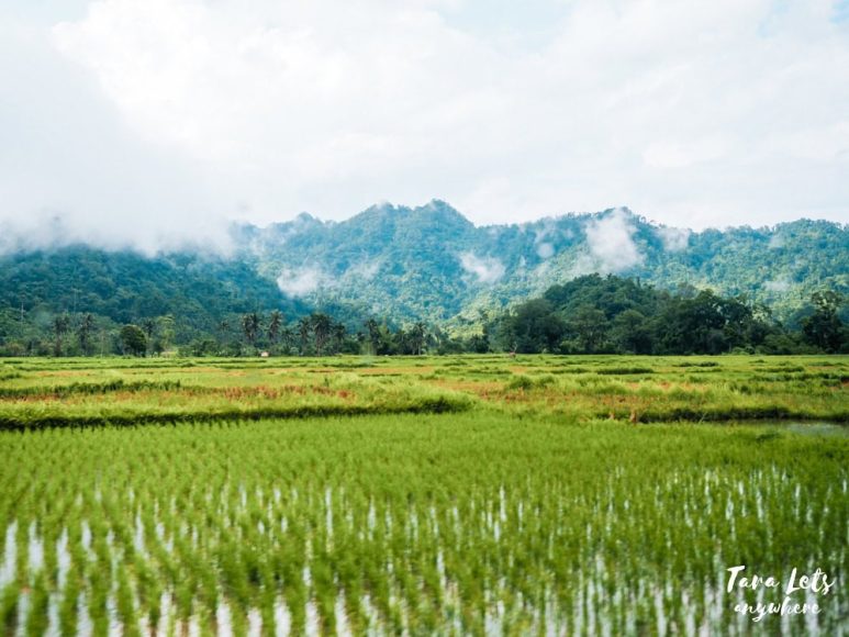 Rice fields in Dinapigue, Isabela