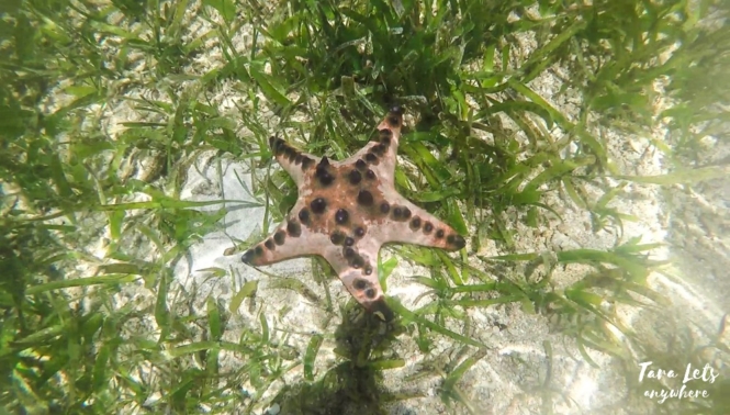 Starfish in Pinamuntogan Island