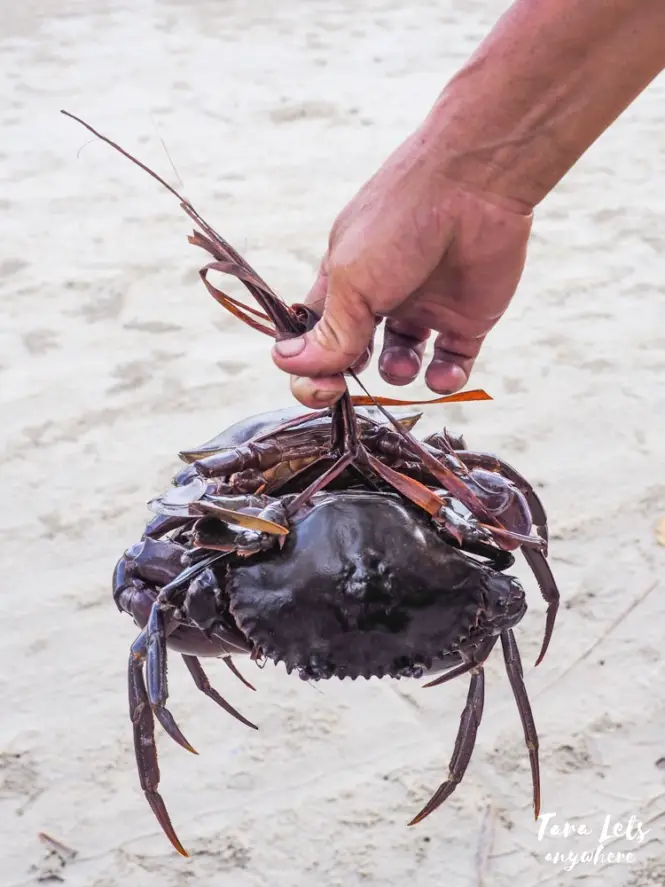 Crabs in Port Barton Beach