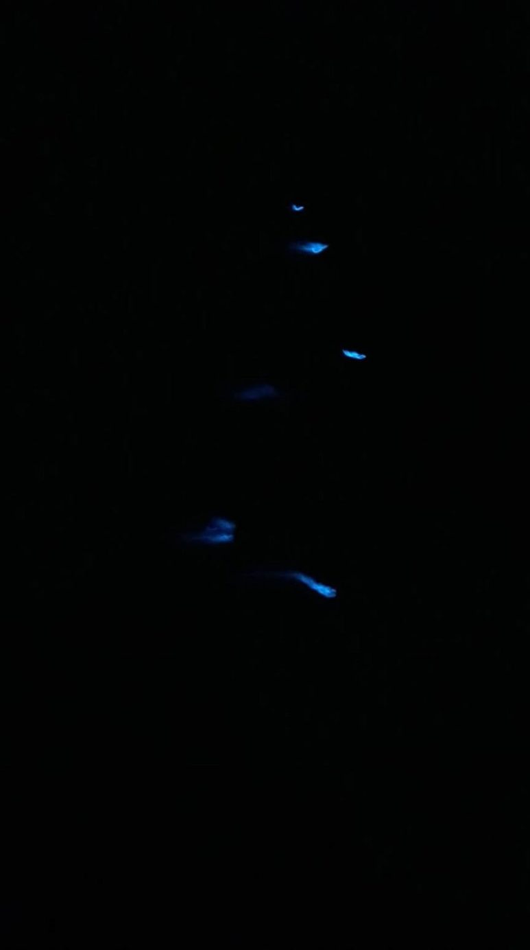 Glowing planktons in Onuk Island