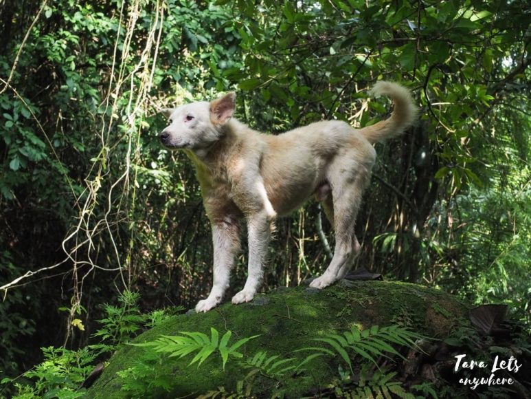 Pochi dog guide at Luisiana, Laguna