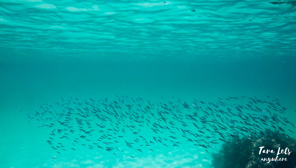 Port Barton - dilis in Pina Plata