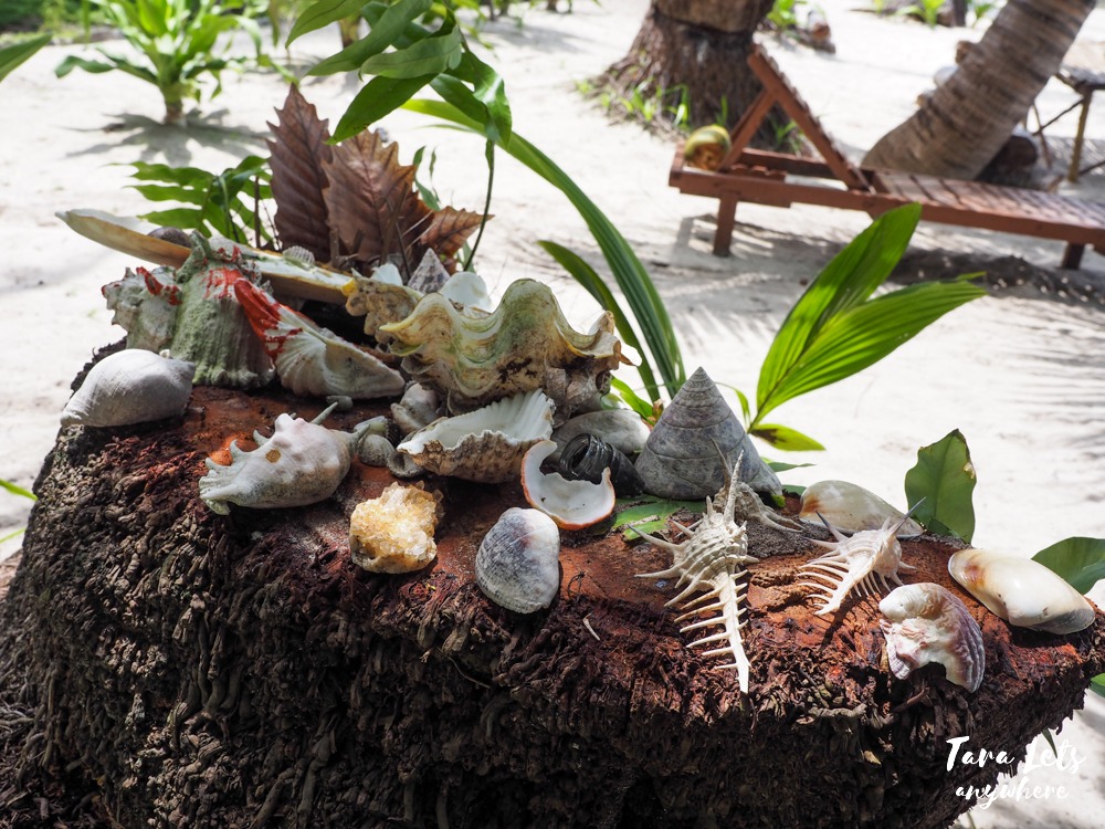 Sea shells in Pina Plata