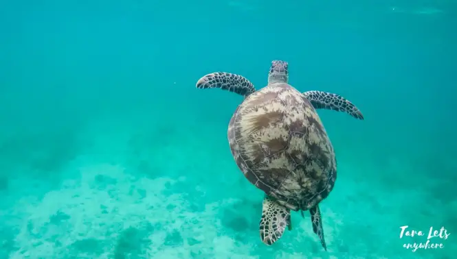 Sea turtle in German Island, Port Barton