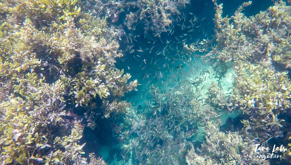 Snorkeling in Pina Plata, Port Barton