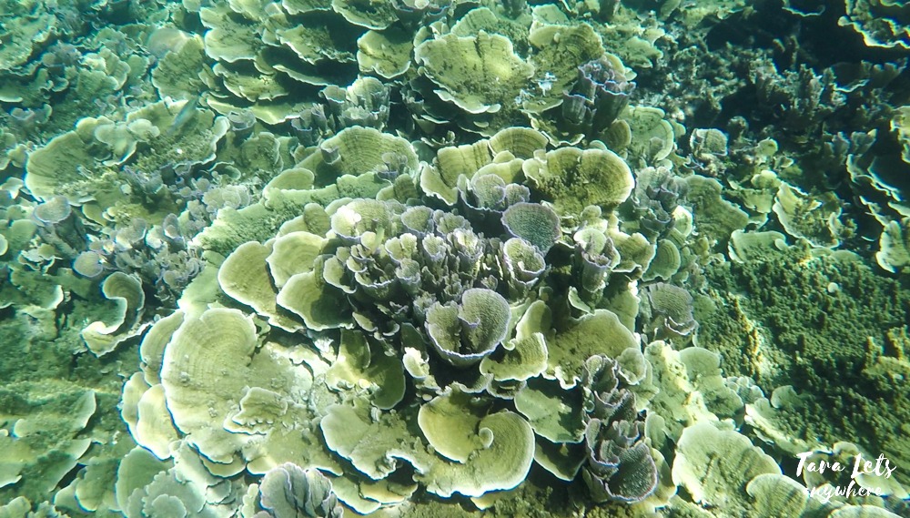 Port Barton island hopping - Wide Reef