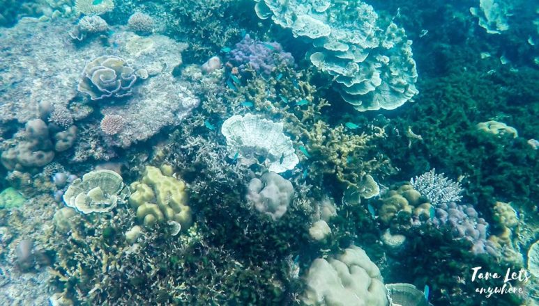 Port Barton island hopping - Wide Reef