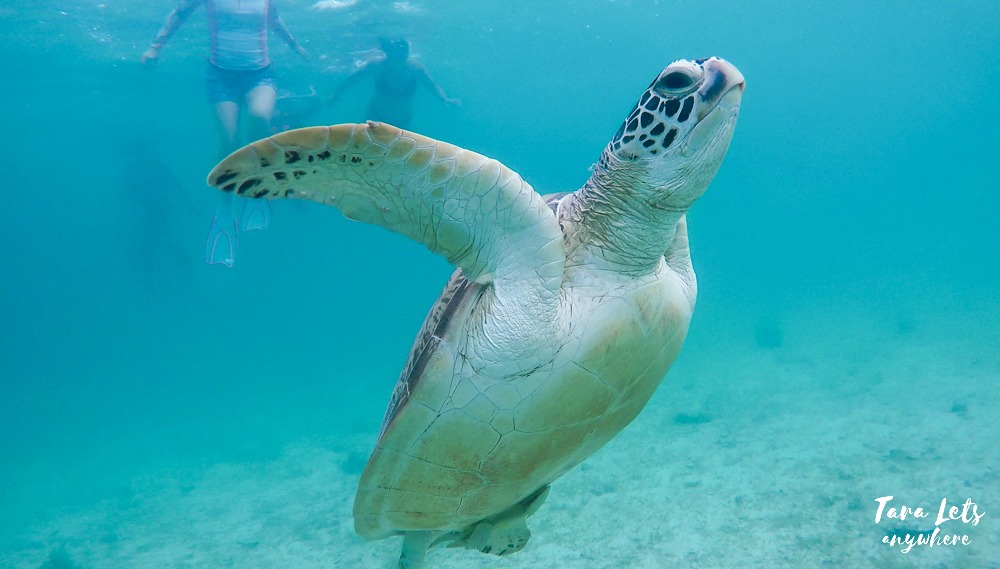 Sea turtle in German Island, Port Barton
