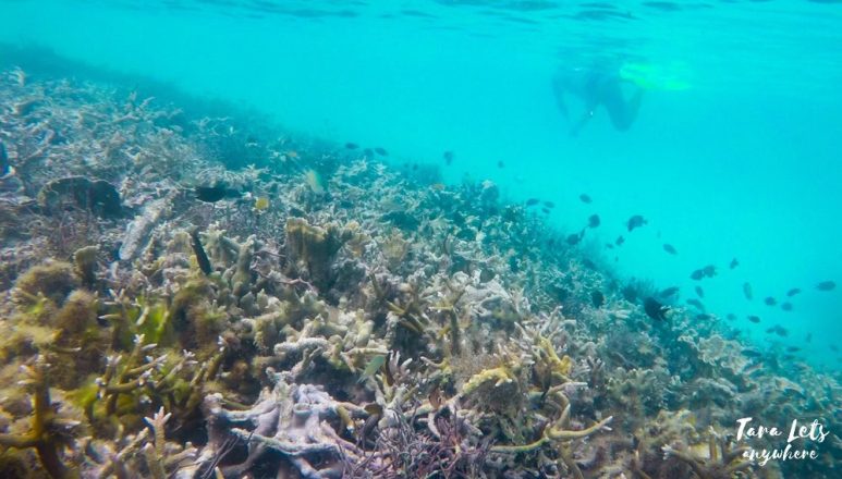 Snorkeling in Onuk Island
