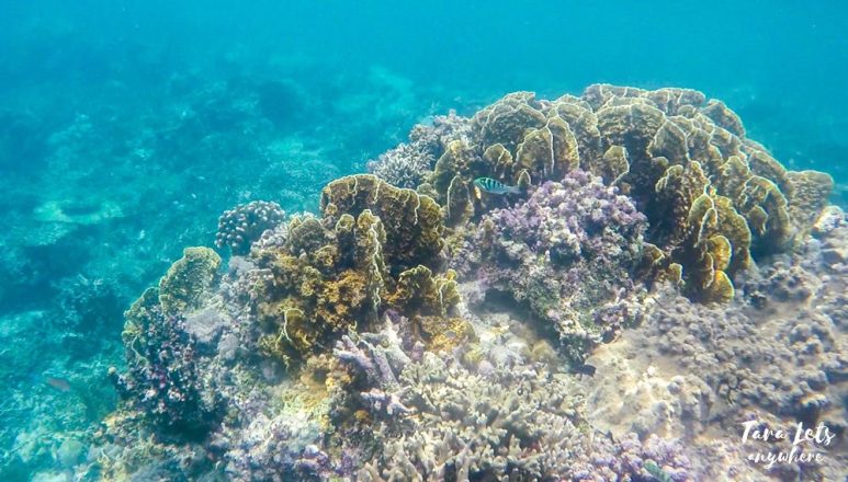 Snorkeling in Roughton Reef