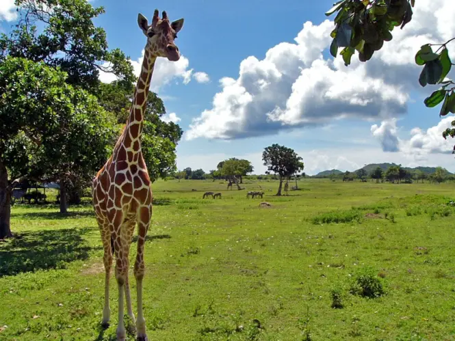 Things to do in Palawan - visit Calauit Safari Park