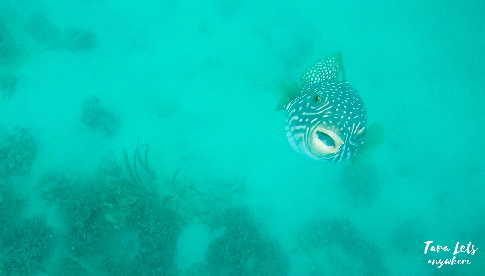 Snorkeling in Cowrie Island