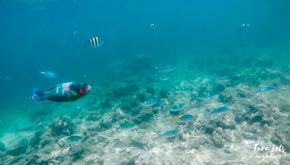 Snorkeling in Starfish Island