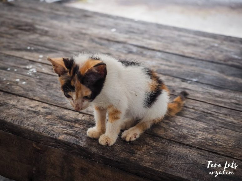 Cat in Kwentong Dagat beach resort