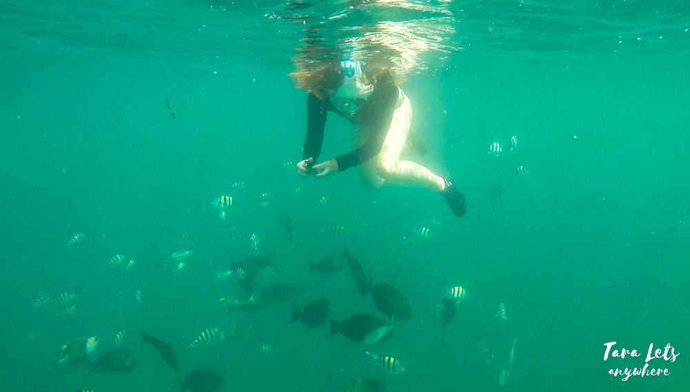 Snorkeling in Starfish Island, Honda Bay