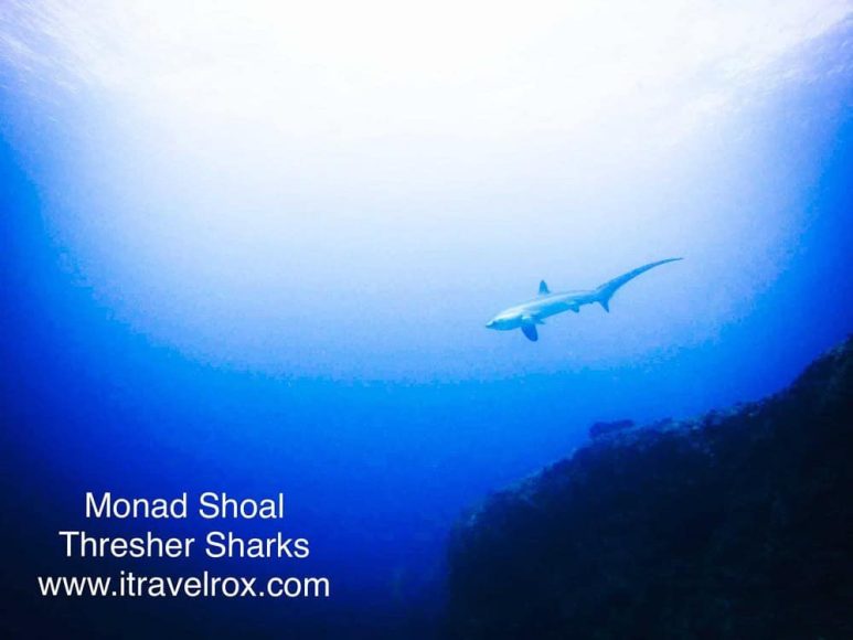 Best dive spots in Southeast Asia - Malapascua, Philippines