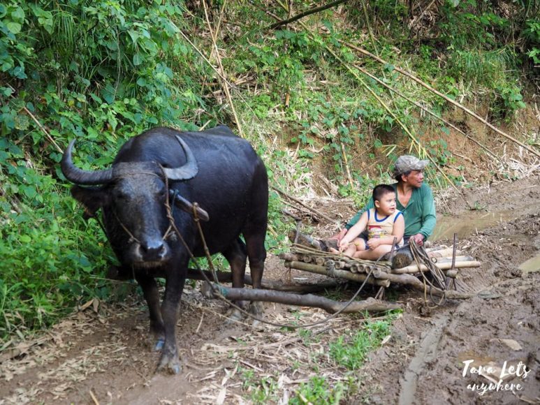 Carabao ride in Tanay
