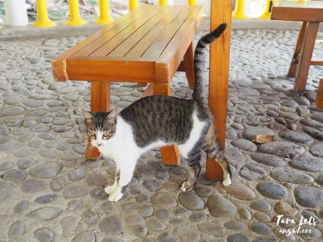 Cat in Dreamland Paradise Resort