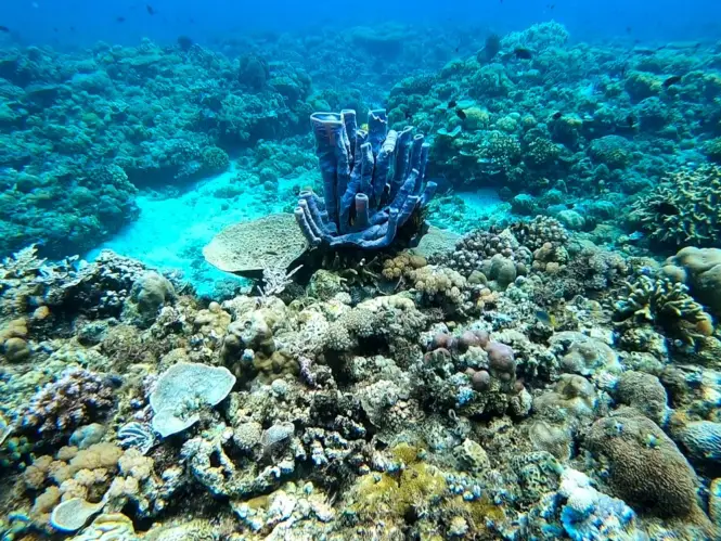 Snorkeling and freediving in Pagkilatan, Batangas