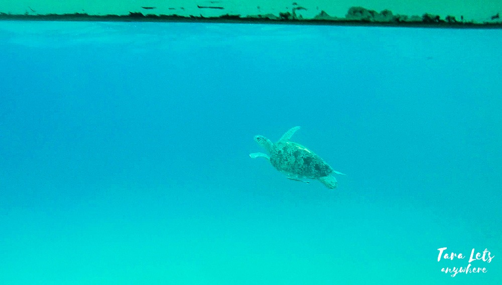 Sea turtle in Masasa Beach