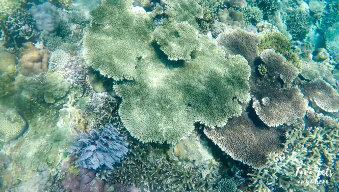 Snorkeling in Tingloy Island