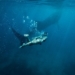 Whale shark in Oslob, Cebu
