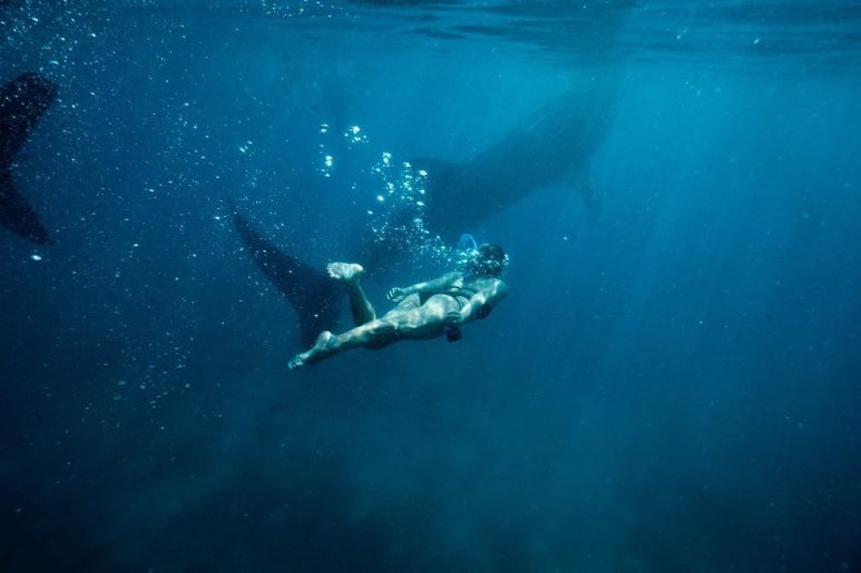 Whale shark in Oslob, Cebu