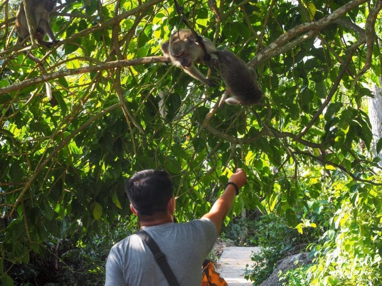 Monkeys in Bud Bongao