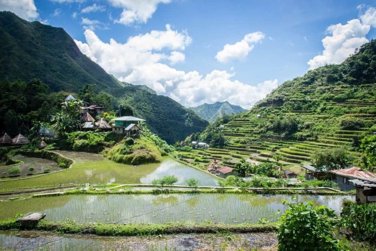 Rice terraces in the Philippines