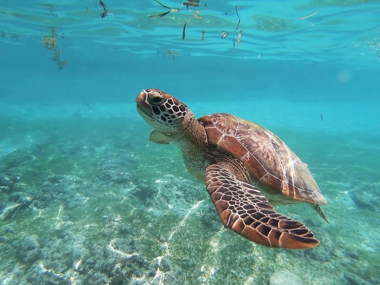 Turtle sighting in Moalboal, Cebu