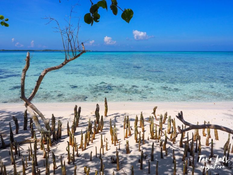 Mangroves in Lahat-Island Island, Sulu